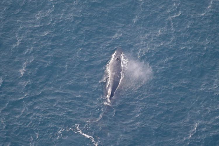 afsc-assam-humbackwhale.jpg