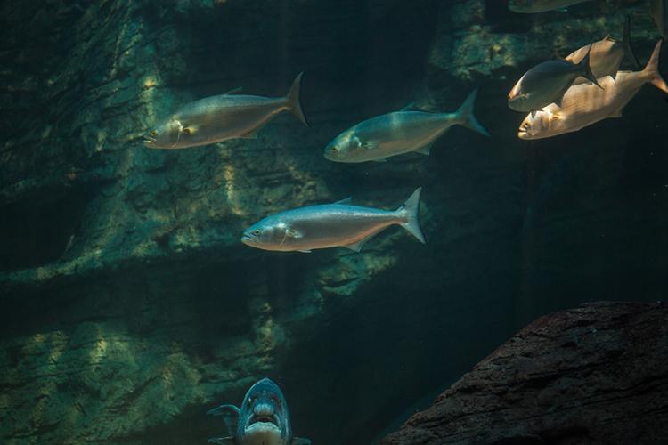 bluefish-NOAA-Shutterstock.jpg