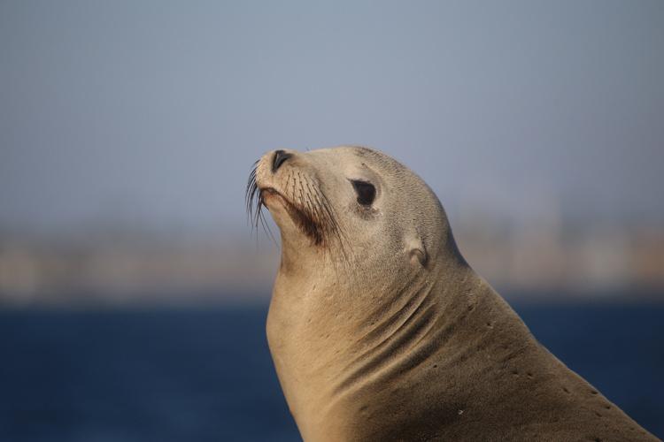 are seals related to dogs