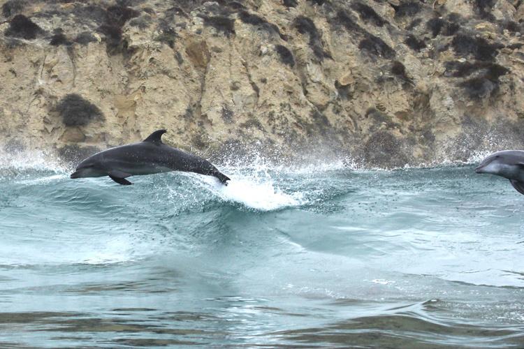 common-bottlenose-dolphin.jpg