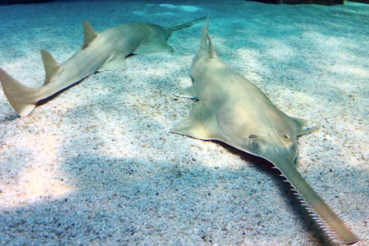 green_sawfish.jpg