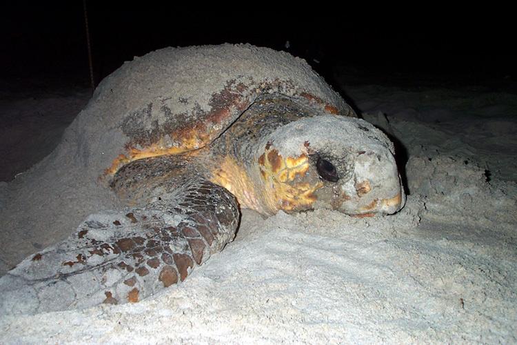 green sea turtle threats