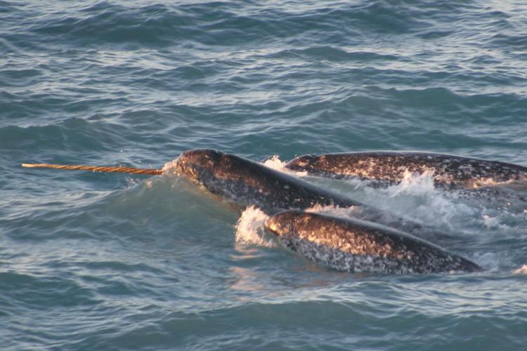 narwhal with two tusks