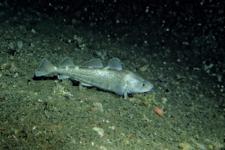 PacificCodResearch3.jpg