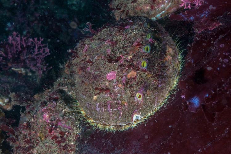 pinto-abalone-dive.jpg