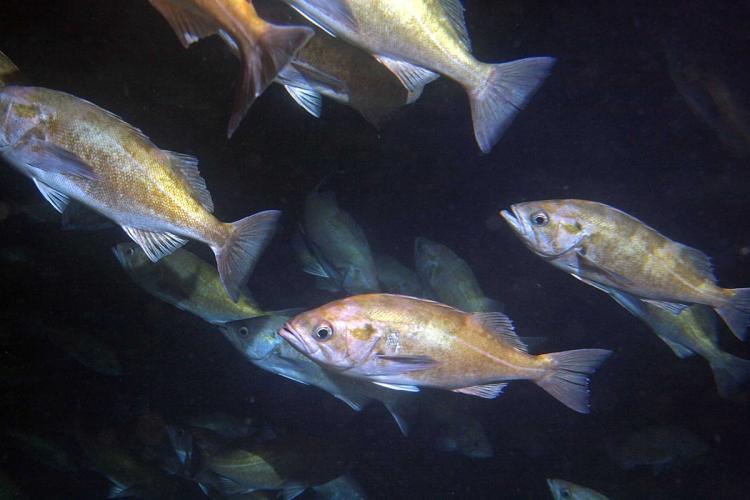 A school of widow rockfish in Soquel Canyon, Monterey Bay. Credit: Diana Watters