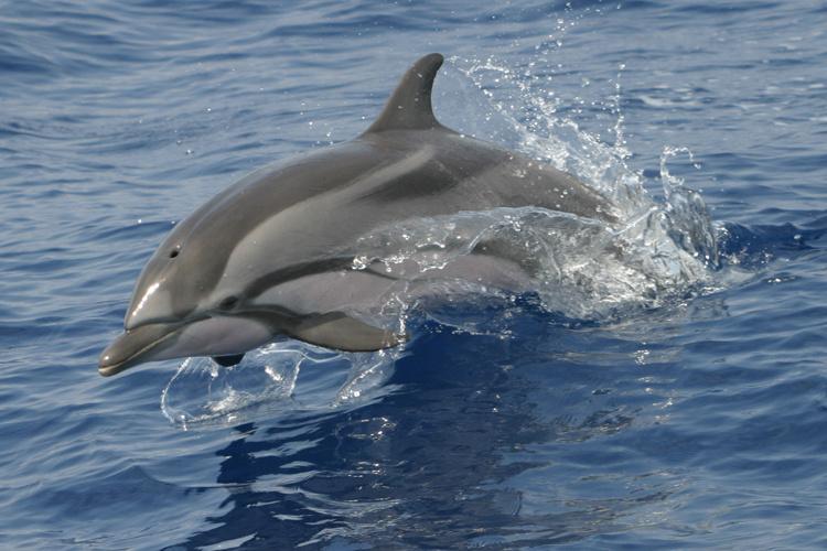 Close up action shot of a striped dolphin jumping out of the water. Face, blowhole, flippers and dorsal fin visible.