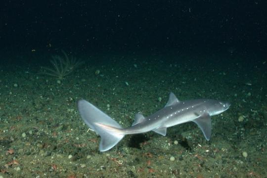 Spiny dogfish are a small species of shark.