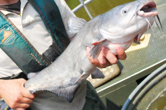 A scientist holds a blue catfish