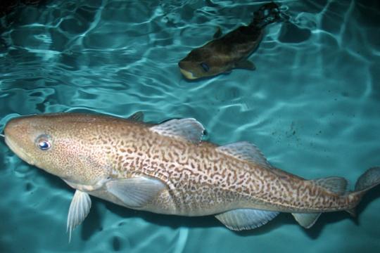 Photo of a Pacific cod in a rearing tank.