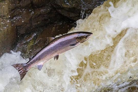 A fish leaping above fast-moving water