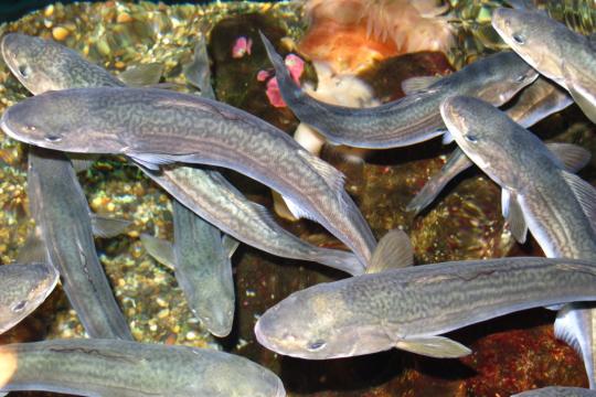 Photo of a group of young sablefish swimming above a gravel sea floor.