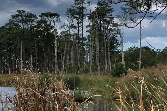 Dead trees are visible in a marshy area.