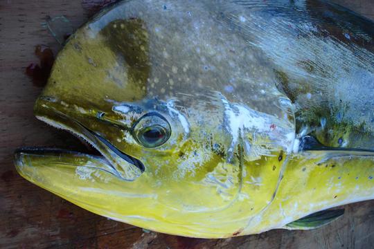 Close-up of a mahimahi head.