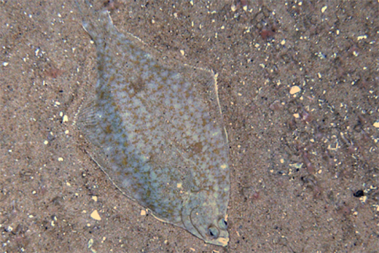 A flat, diamond-shaped fish lying on a sandy ocean bottom. Both eyes are on one side of the head, looking up at the camera.
