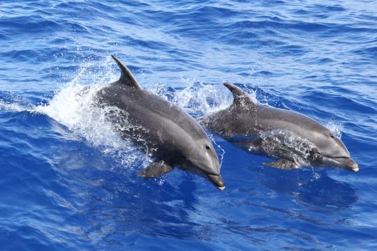 1024x683-pair-of-bottlenose-dolphins.jpg