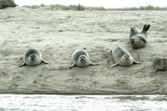 Harbor seals near the water on the beach in Chatham, Ma.