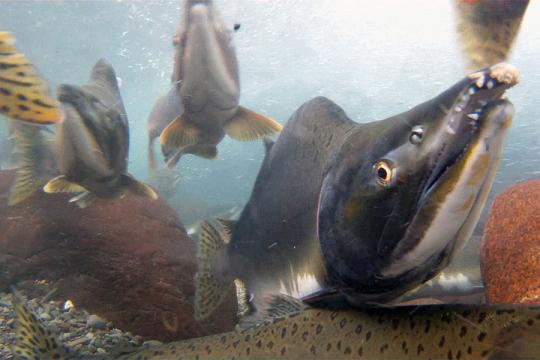 several pink salmon underwater