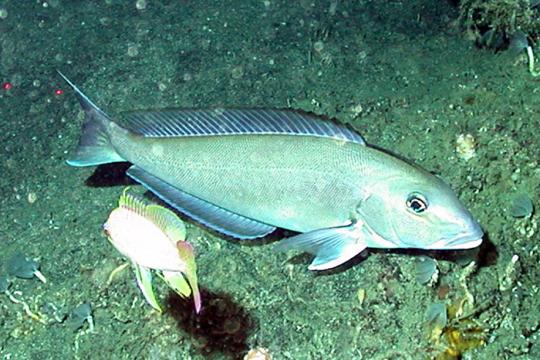 end_to_overfishing01.jpg