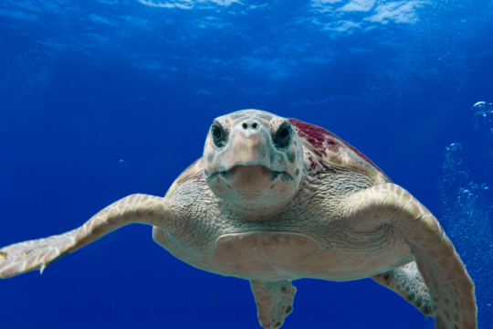 Galv_loggerhead_turtle_t._moore_noaa_via_wikimedia_750_500.png