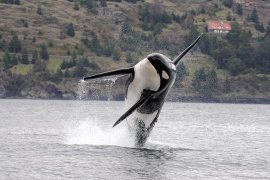 image01_orca.jpg