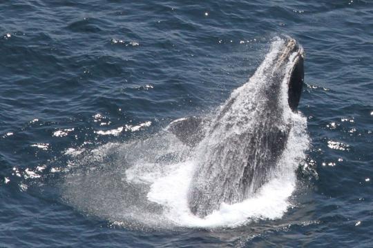 Breaching Right whale, bubbles. 