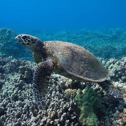 750x500-hawaiian-hawksbill-turtle-NOAA-PIRO.jpg Hawksbill sea turtle swimming.