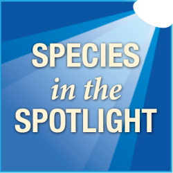 801x534-species-in-spotlight-logo-OPR.png 801x534-species-in-spotlight-logo-OPR.png