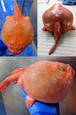 Different views of a red-eyed gaper