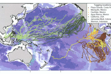 Map of Pacific Ocean with migration routes of Eastern and Western Pacific populations of leatherback sea turtles in different colors.