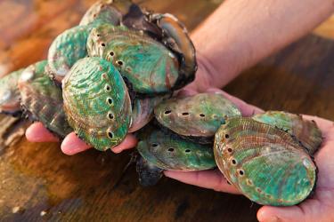 Two hands holding fresh abalone from The Cultured Abalone Farm.