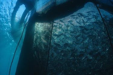 An underwater photo of a net pen full of swimming Royal bream.