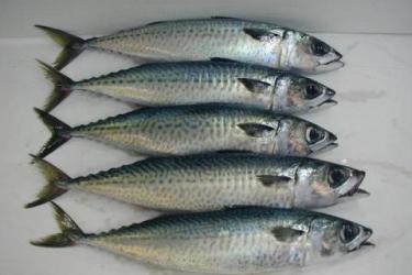 Five Atlantic chub mackerel placed in a column for sale at the fish market. Credit: Lund's Fisheries