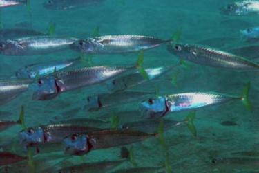 Close-up of a school of Atlanic chub mackerel swimming in the ocean. Credit: Vasco Ferreira.
