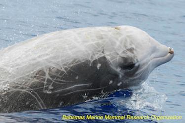 Close-up side profile of a Cuvier's beaked whale head coming out of the water. Credit: Bahamas Marine Mammal Research Organisation/Charlotte Dunn.