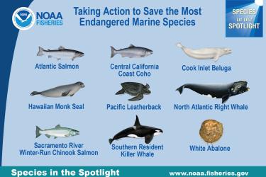 dam-migration-miss/1280_Amsg5M2nvLT2.jpg NOAA Fisheries Species in the Spotlight infographic with endangered species illustrations featuring Atlantic salmon, Central California Coast Coho, Cook Inlet beluga, Hawaiian Monk seal, Pacific leatherback sea turtle, North Atlantic right whale, Sacramento River Winter-Run Chinook Salmon, Southern Resident Killer whale, and white abalone.