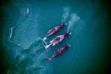Aerial view of three bowhead whales