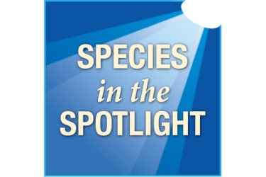 Graphic of Species in the Spotlight text being lit by a spotlight.