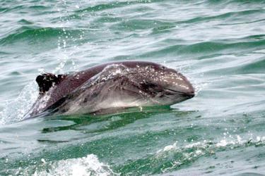 Harbor porpoise surfacing out of green-colored water