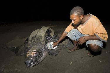 750x500LeatherbackSIS.jpg 750x500LeatherbackSIS.jpg