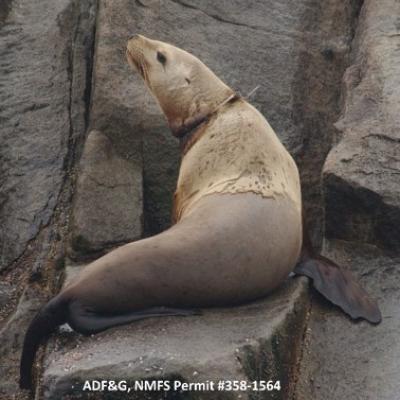 entangled Steller sea lion with a packing band around its neck