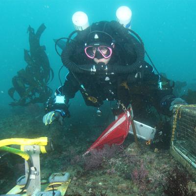 Scuba diver photographed underwater near ocean floor and among scientific equipment.