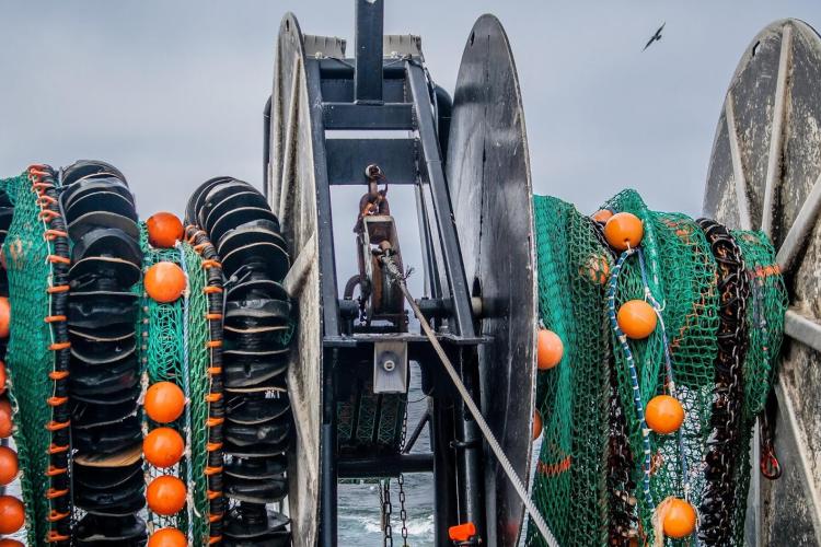 These gear efficiency studies used a twin trawl vessel that conducted simultaneously side-by-side tows using two identical nets with different sweeps; a rockhopper (depicted on the left) and a chain (depicted on the right) to estimate relative catch efficiency.