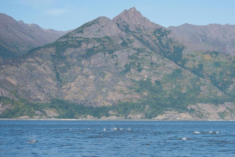 Beluga whales in Cook Inlet, Alaska.