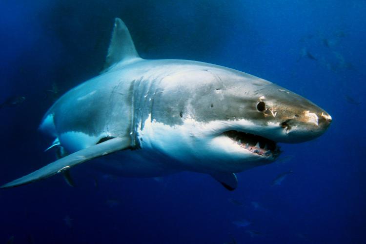 Close up angled side profile of white shark face. Teeth and black right eye visible.