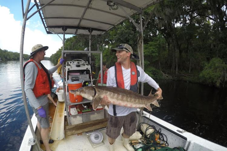 A NOAA Fisheries scientist releases a Gulf sturgeon after measurement and tagging. Photo: NOAA Fisheries.