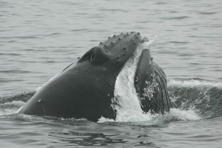 Humpback whale at water's surface.