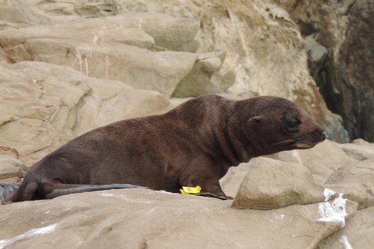 Brown, tagged Guadalupe fur seal on rock.