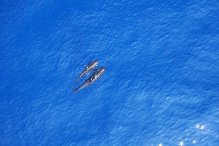 Aerial view of two short-finned pilot whales swimming in blue ocean water. Water sparkles in bottom right corner of frame.