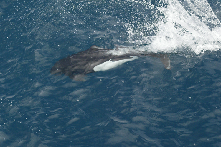 Dall's porpoise swimming under Alaskan water.